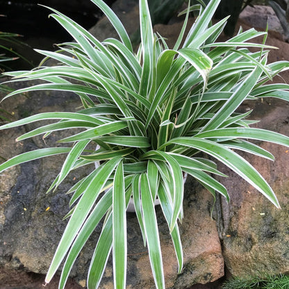  Chlorophytum Laxum Plant