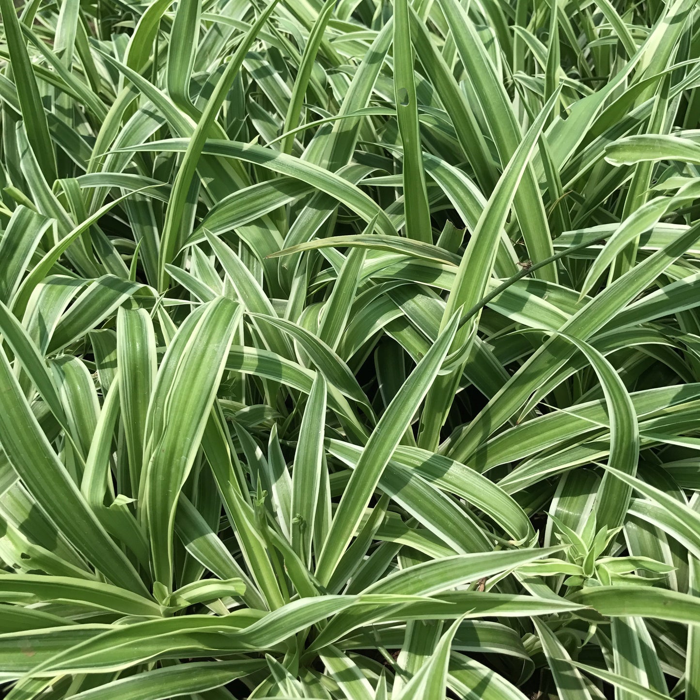  Chlorophytum Comosum Spider Plant