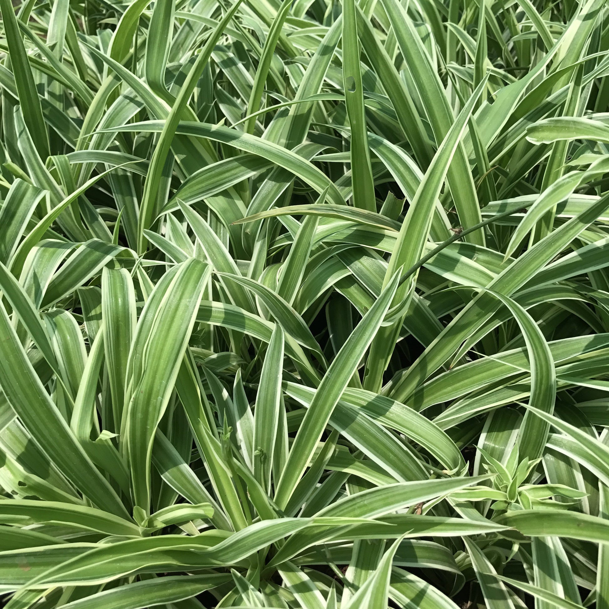  Chlorophytum Comosum Spider Plant