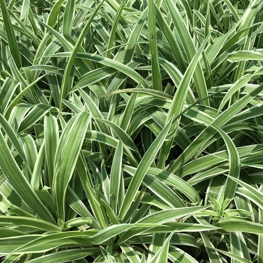  Chlorophytum Comosum Spider Plant