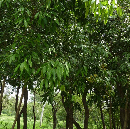  Cinnamomum Tamla Tezpatta Plant