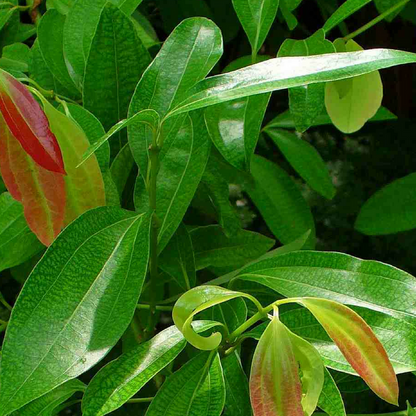  Cinnamomum Verum Dalchini Plant