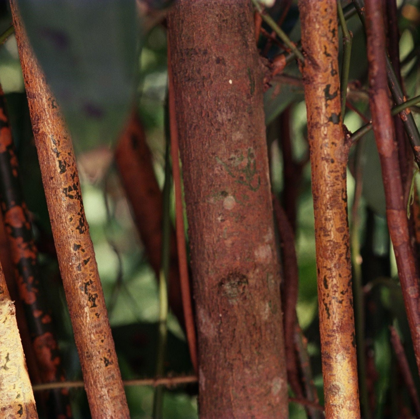  Cinnamomum Verum Dalchini Plant