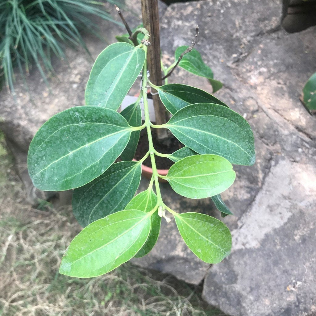  Cinnamomum Verum Dalchini Plant