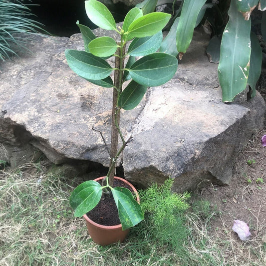  Cinnamomum Verum Dalchini Plant