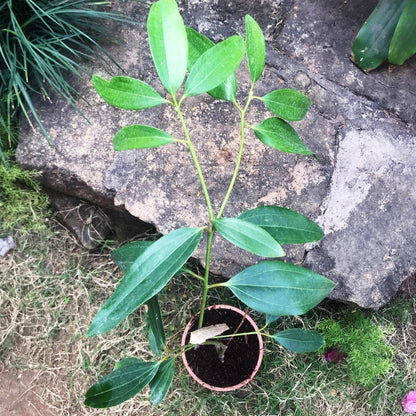  Cinnamomum Tamla Tezpatta Plant