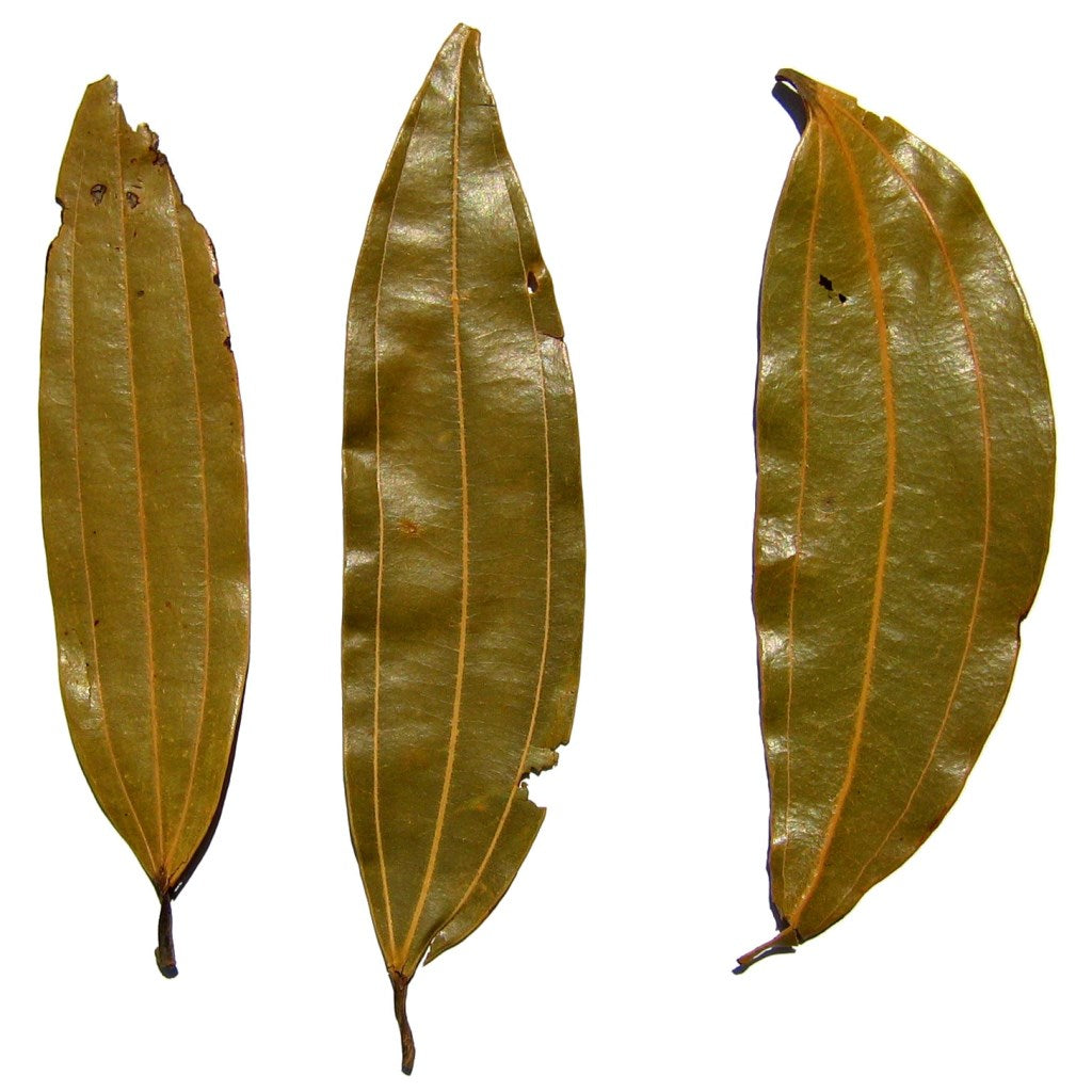  Cinnamomum Tamla Tezpatta Plant