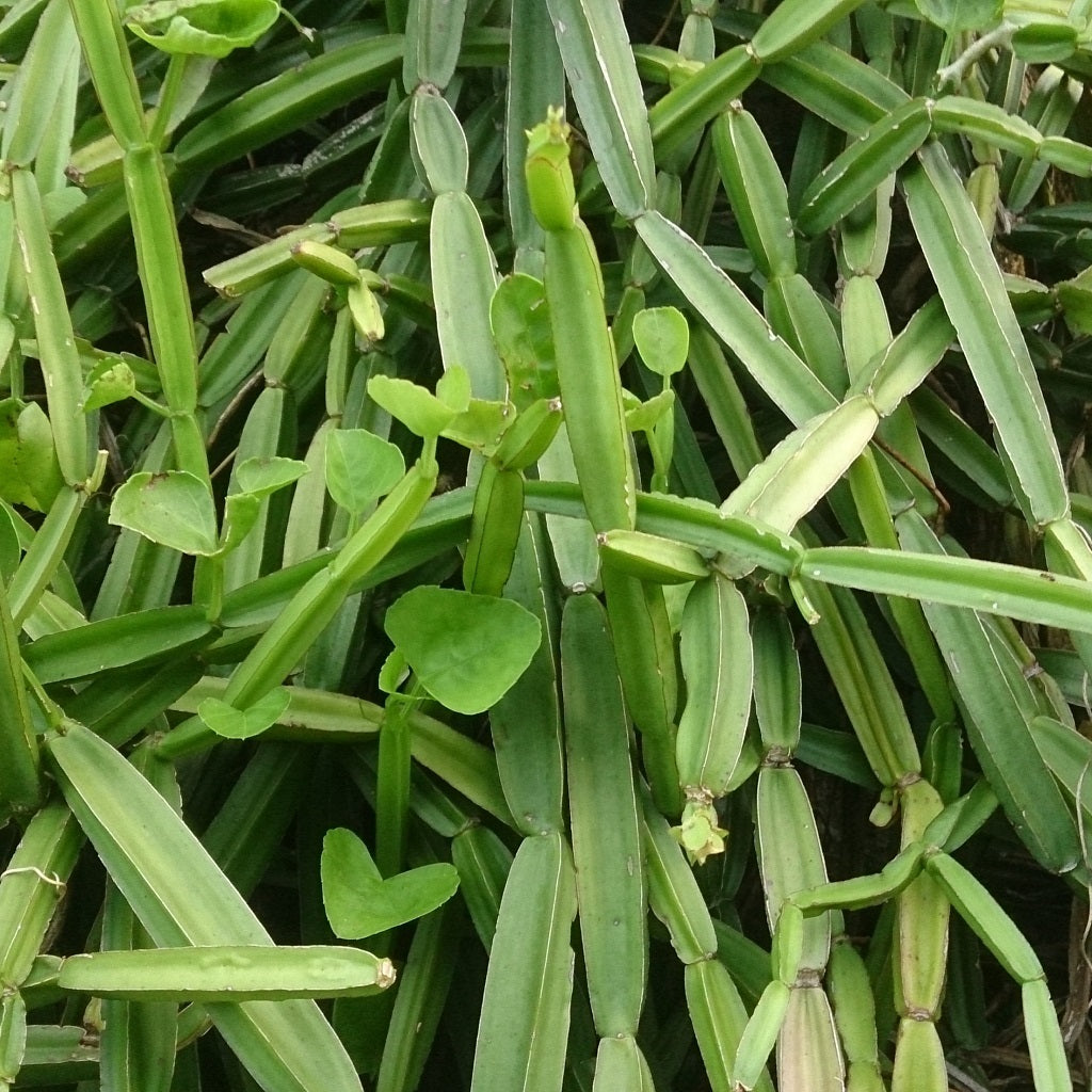  Cissus Quadrangularis Asthisamharaka Bone Setter Succulent Plant