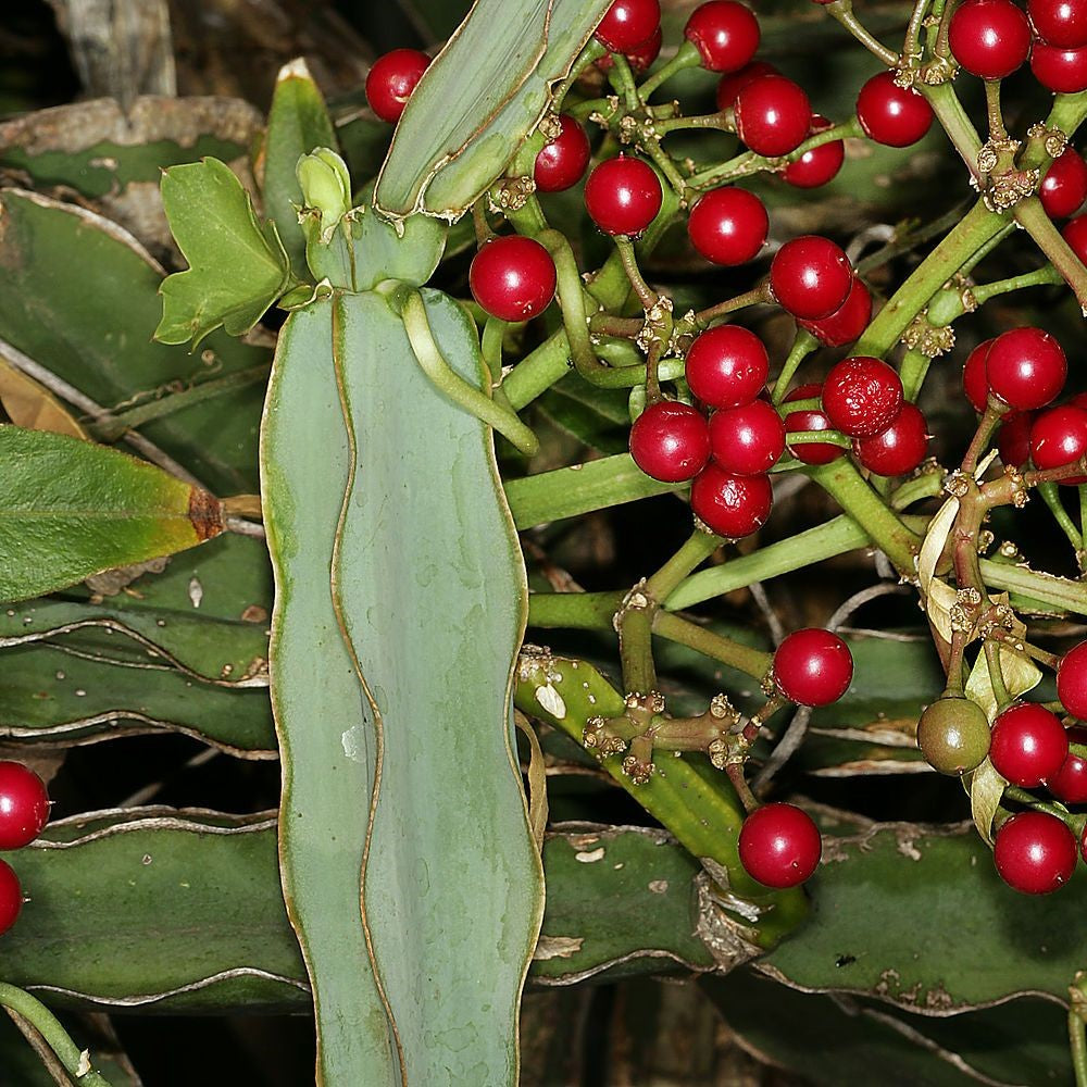  Cissus Quadrangularis Asthisamharaka Bone Setter Succulent Plant