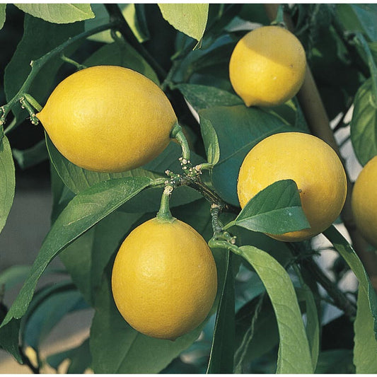  Citrus Lemon Tissue Culture Plant