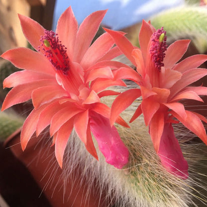  Cleistocactus Winteri Monkeys Tail Cactus Plant