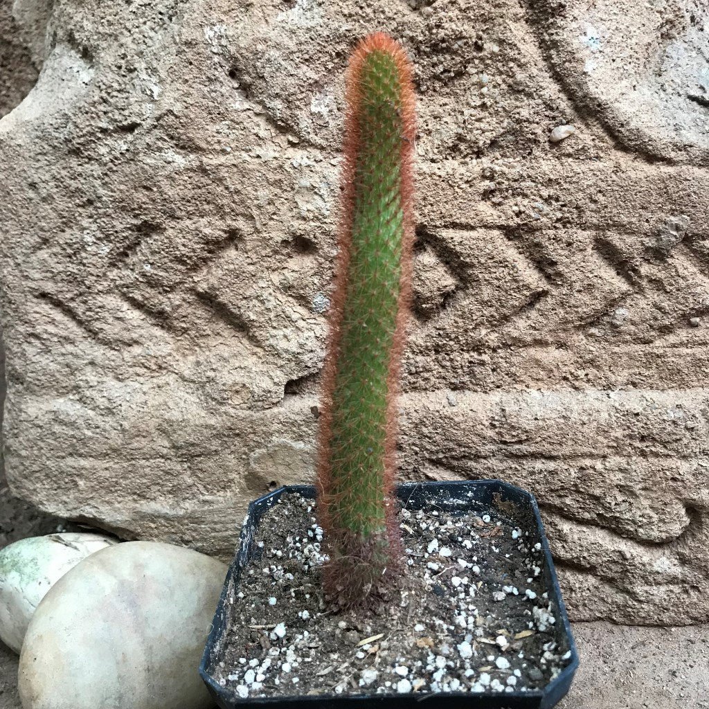  Cleistocactus Buchtienii Cactus Plant