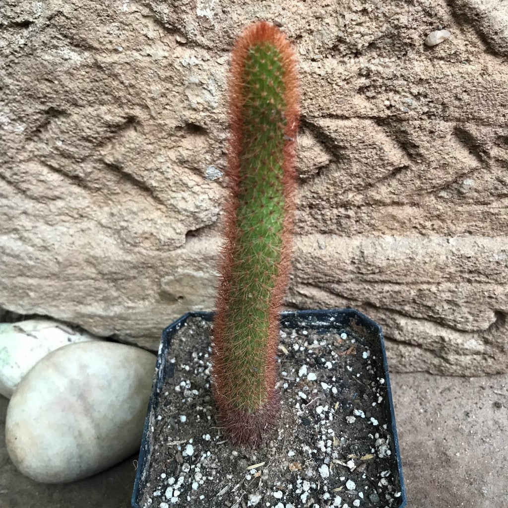  Cleistocactus Buchtienii Cactus Plant