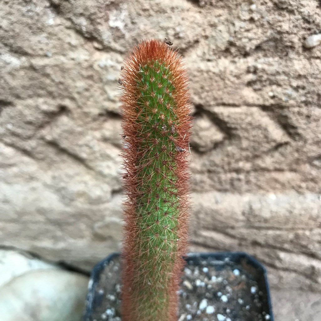  Cleistocactus Buchtienii Cactus Plant