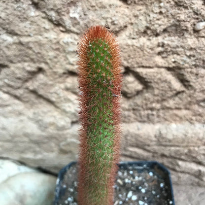  Cleistocactus Buchtienii Cactus Plant