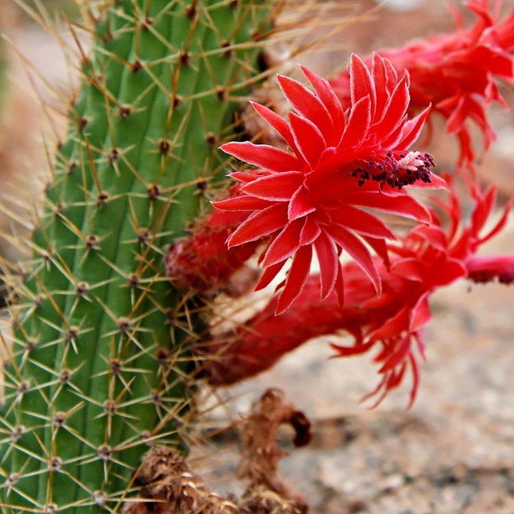  Cleistocactus Samaipatanus Cactus Plant