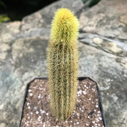  Cleistocactus Winteri Monkeys Tail Cactus Plant
