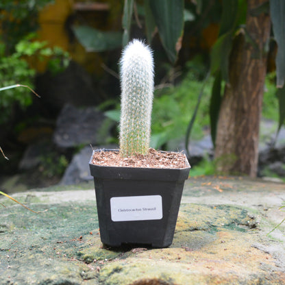  Cleistocactus Strausii Wooly Torch Cactus Plant