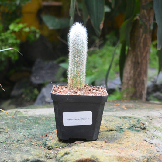  Cleistocactus Strausii Wooly Torch Cactus Plant