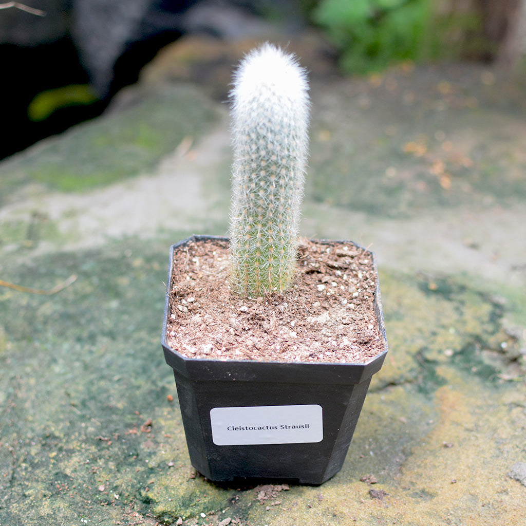  Cleistocactus Strausii Wooly Torch Cactus Plant