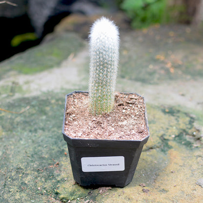  Cleistocactus Strausii Wooly Torch Cactus Plant