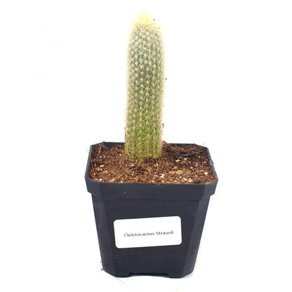  Cleistocactus Strausii Wooly Torch Cactus Plant