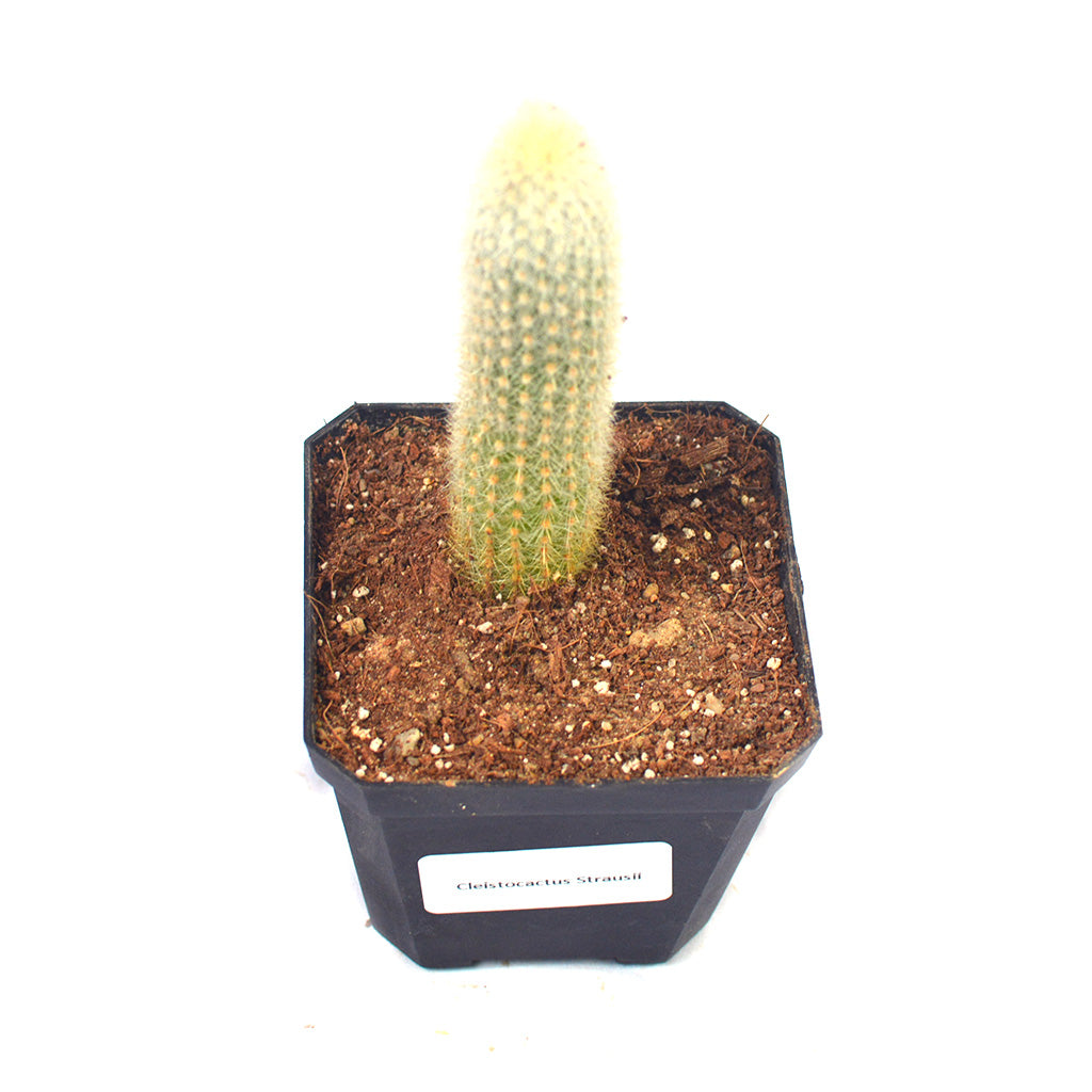  Cleistocactus Strausii Wooly Torch Cactus Plant