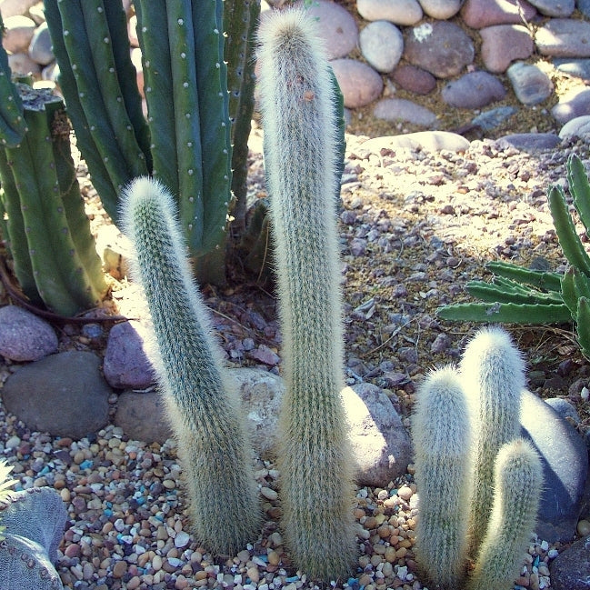  Cleistocactus Strausii Wooly Torch Cactus Plant