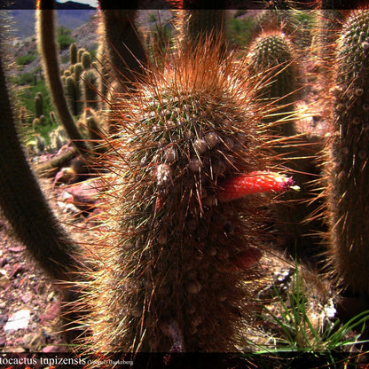  Cleistocactus Buchtienii Cactus Plant
