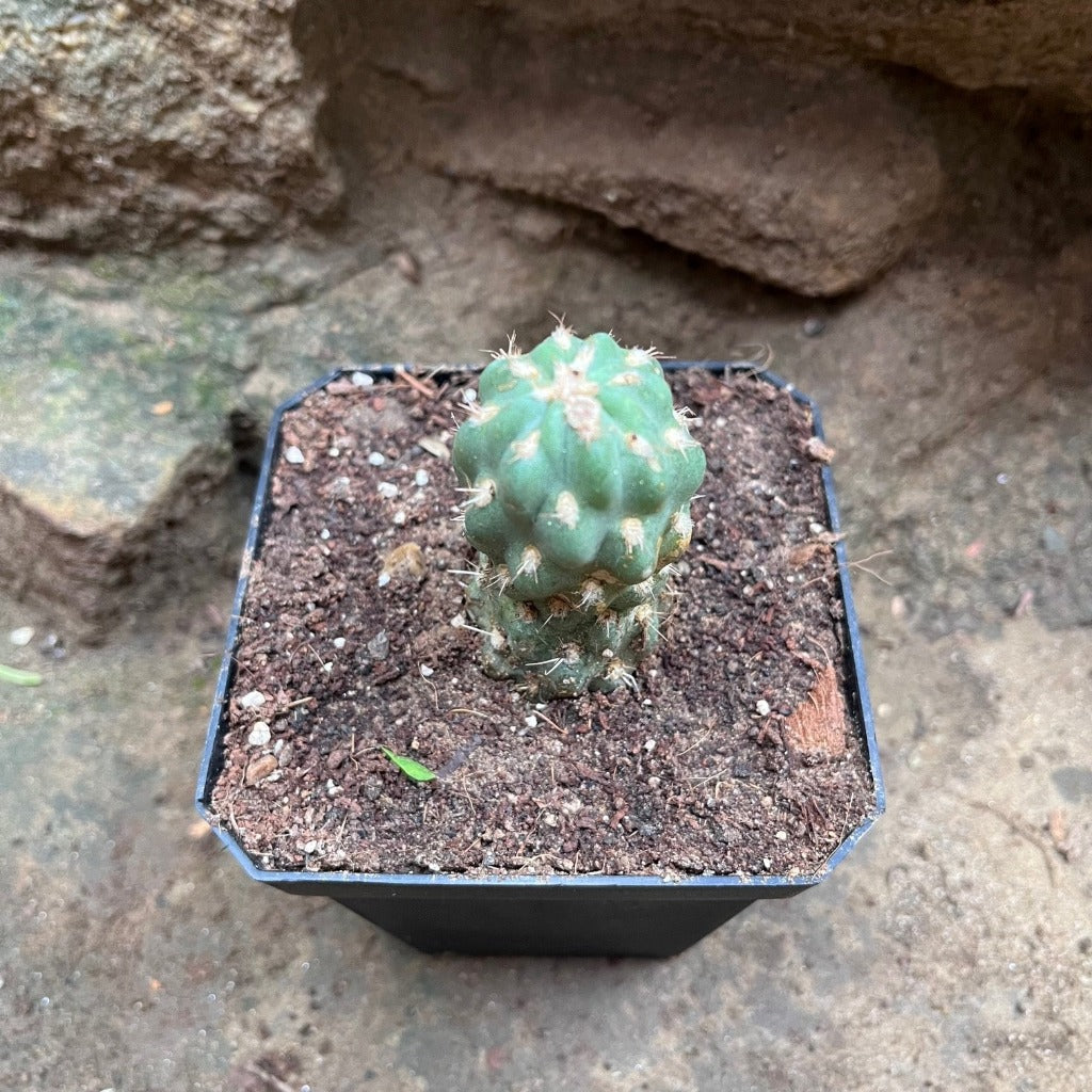  Cleistocactus Fieldianus Subsp. Tessellatus Cactus Plant