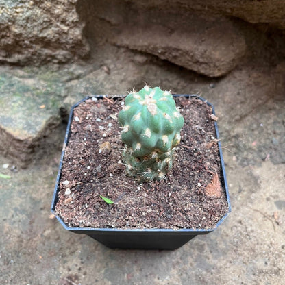  Cleistocactus Fieldianus Subsp. Tessellatus Cactus Plant