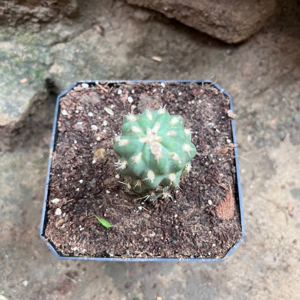  Cleistocactus Fieldianus Subsp. Tessellatus Cactus Plant