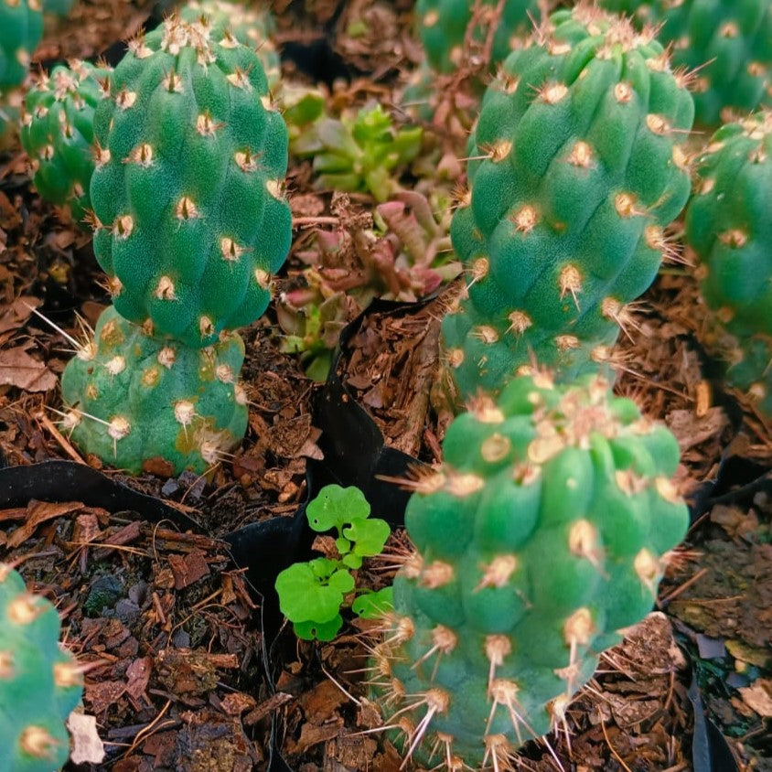  Cleistocactus Fieldianus Subsp. Tessellatus Cactus Plant