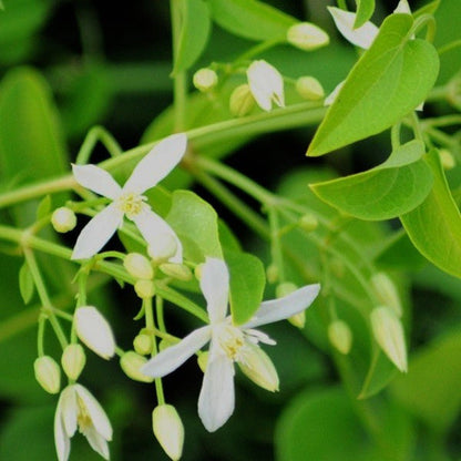  Fragrant Virgin's Bower Clematis Flammula Plant
