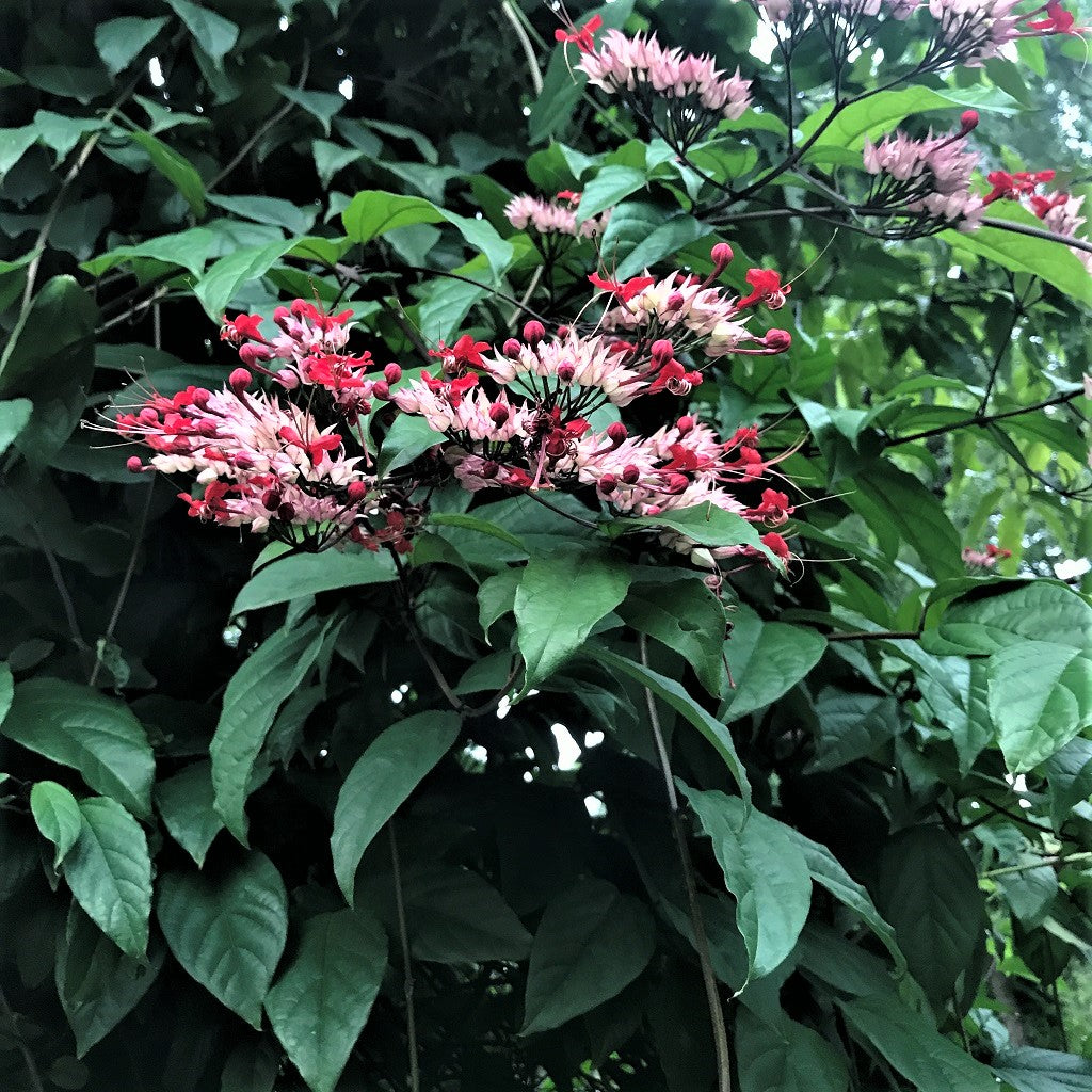  Kashmir Bouquet Plant