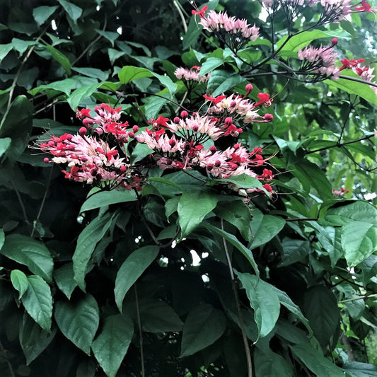  Kashmir Bouquet Plant