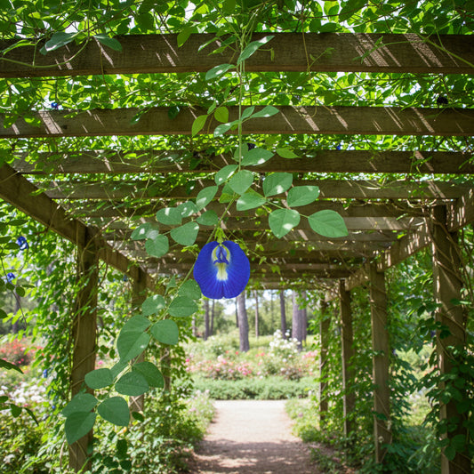  Clitoria Ternatea Aparajita Shankhpushpi Plant