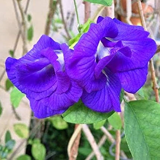  Clitoria Ternatea 'Double Blue' Plant