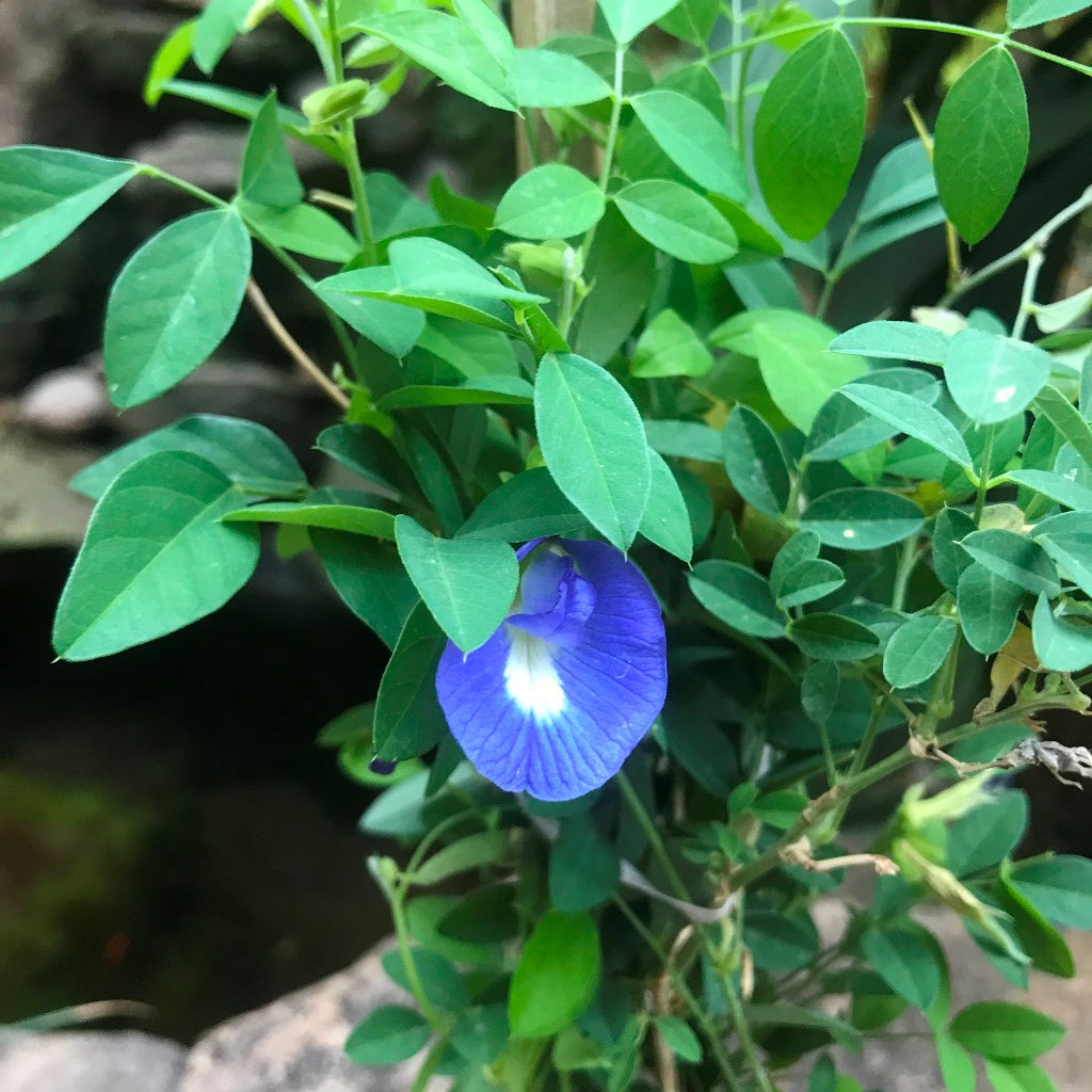  Clitoria Ternatea Aparajita Shankhpushpi Plant