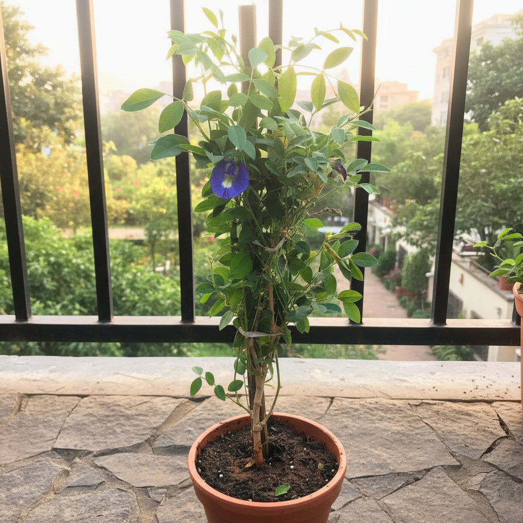  Clitoria Ternatea Aparajita Shankhpushpi Plant