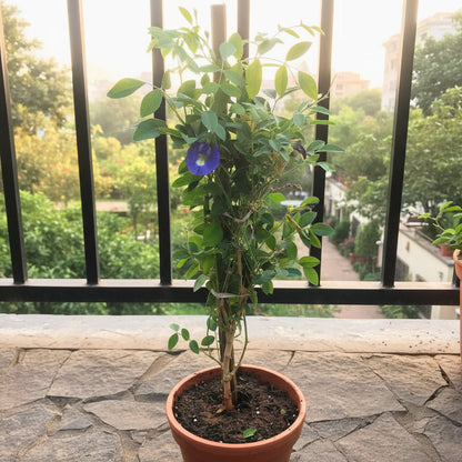 Clitoria Ternatea Aparajita Shankhpushpi Plant