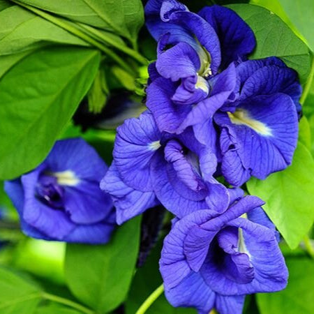  Clitoria Ternatea 'Double Blue' Plant