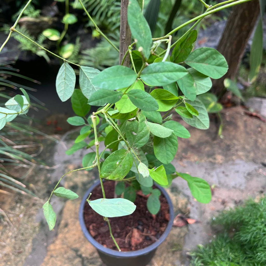  Clitoria Ternatea 'Double Blue' Plant