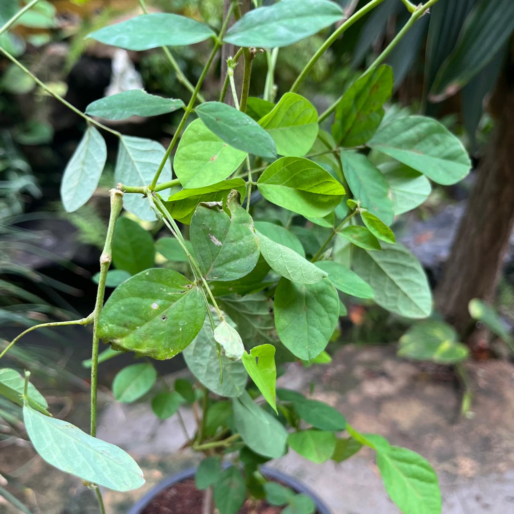  Clitoria Ternatea 'Double Blue' Plant