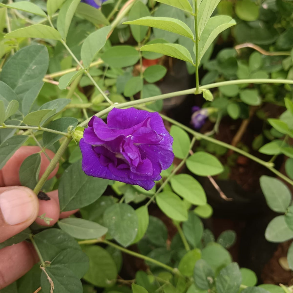  Clitoria Ternatea 'Double Blue' Plant