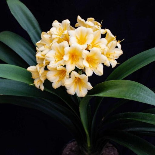  Clivia Miniata Yellow Blush Plant