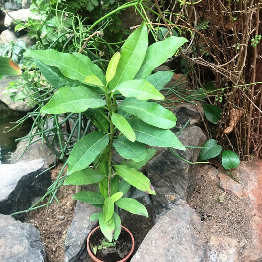 Clove Tree