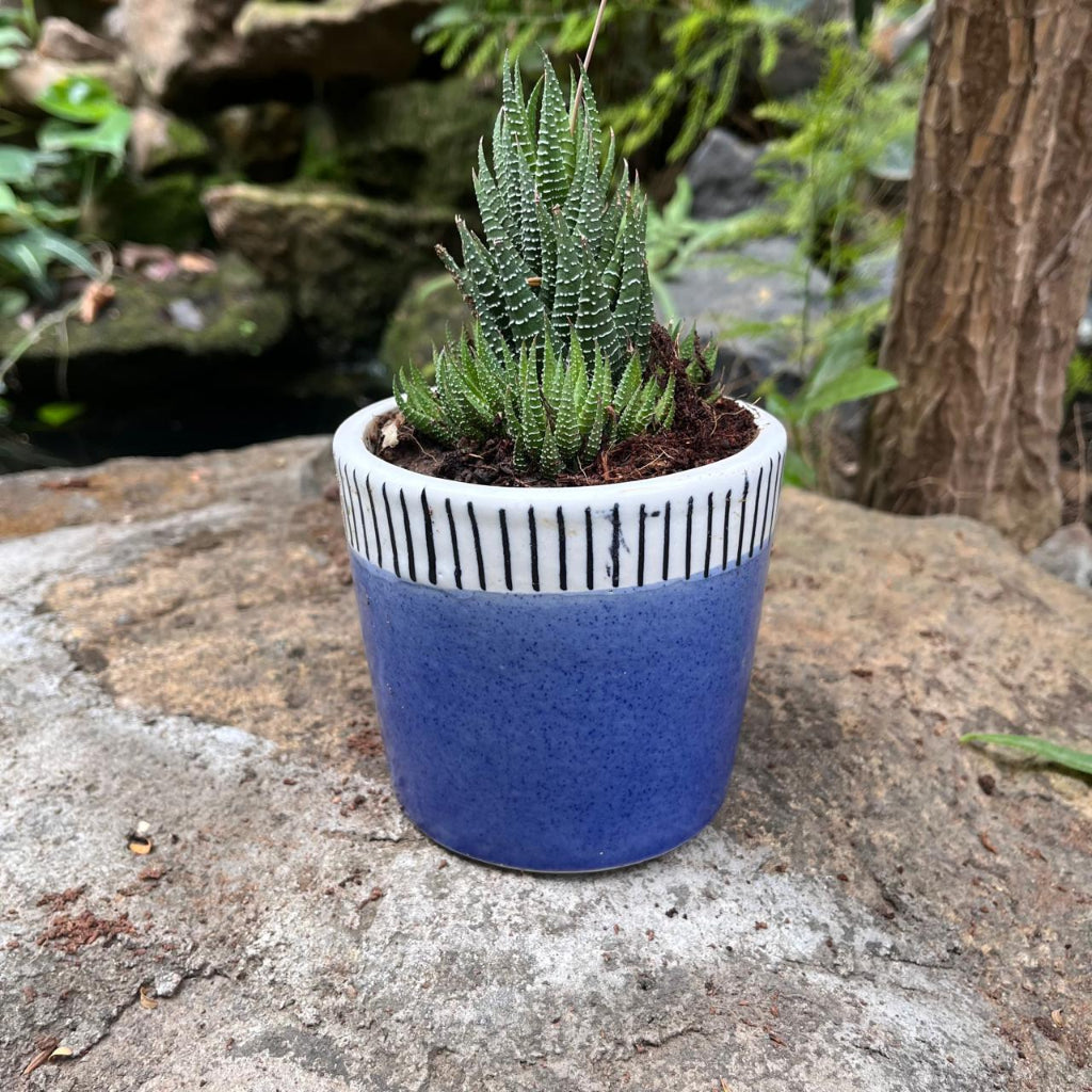  Coastal Edge Ceramic Pot