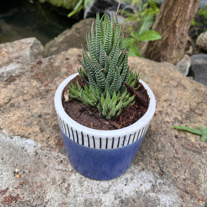  Coastal Edge Ceramic Pot