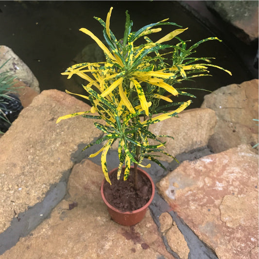  Codiaeum Croton Gold Dust Plant